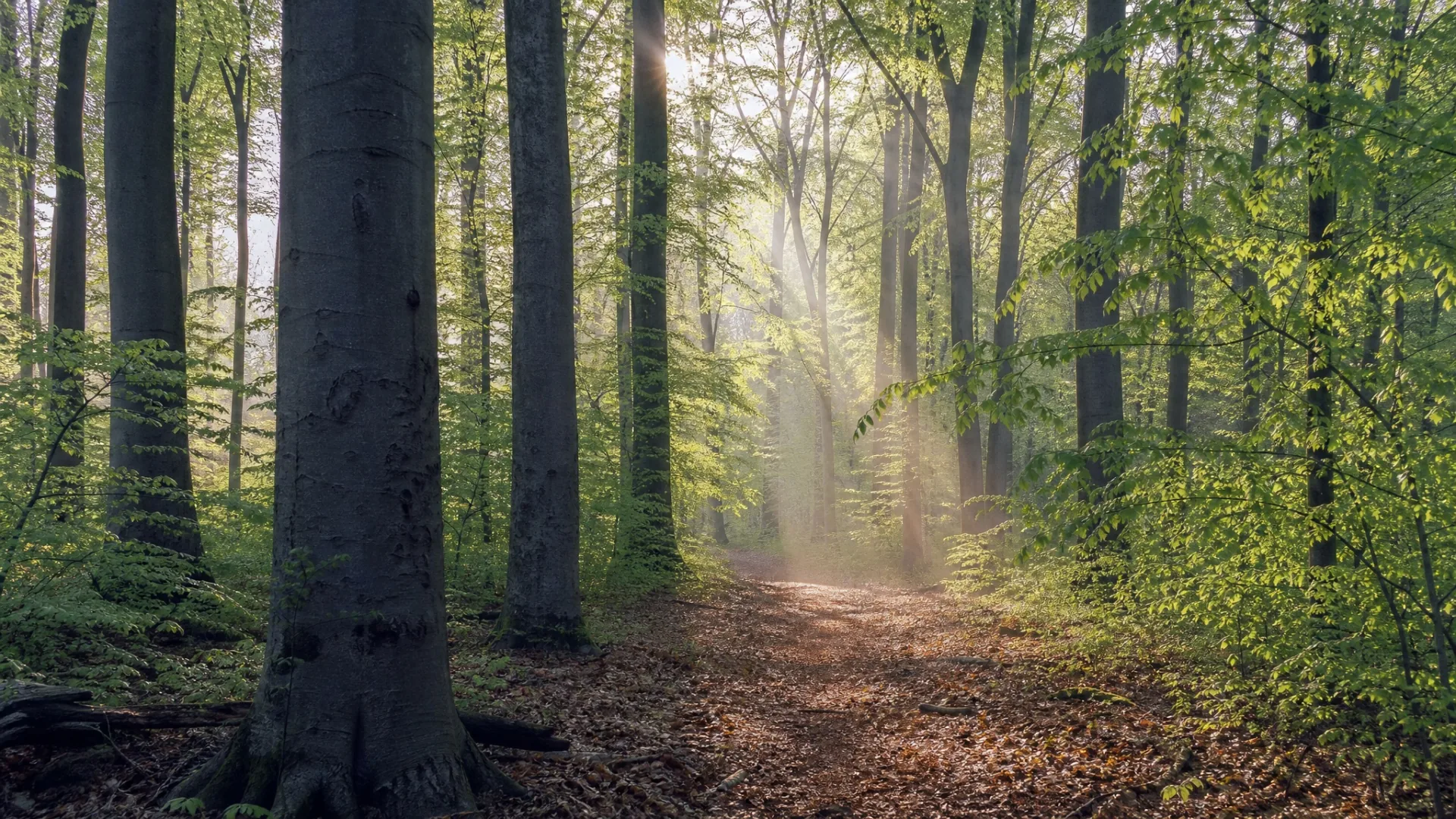 Ein Buchenwald am Morgen, Sonnenstrahlen fallen durch leichten Nebel zwischen den Stämmen auf einen schmalen Waldweg