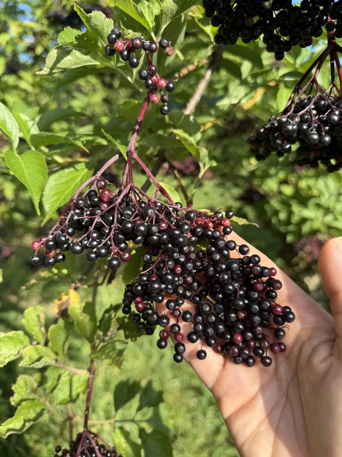 Hand hält frisch geerntete Holunderbeeren am Strauch