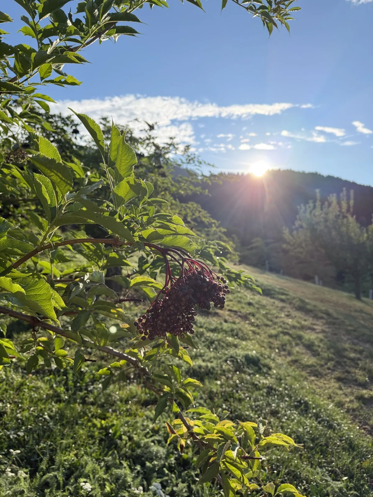 Holunderstrauch vor Hügeln im Abendlicht